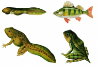 Модель-аппликация Цикл развития костной рыбы и лягушки - fgospostavki.ru - Челябинск