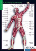 Комплект таблиц. Биология. Строение тела человека. - fgospostavki.ru - Челябинск