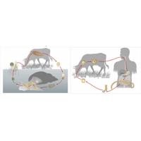 Модель-аппликация Цикл развития бычьего цепня и печеночного сосальщика - fgospostavki.ru - Челябинск