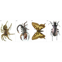 Модель-аппликация Многообразие беспозвоночных - fgospostavki.ru - Челябинск