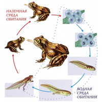 Модель-аппликация Цикл развития лягушки - fgospostavki.ru - Челябинск