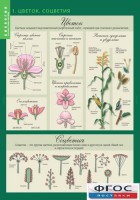 Комплект таблиц. Биология 6 класс. Растения, грибы, лишайники - fgospostavki.ru - Челябинск