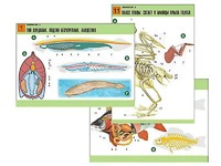 Комплект таблиц по биологии демонстрационных "Зоология 2" (16 таблиц, формат А1, ламинированные) - fgospostavki.ru - Челябинск