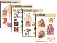 Комплект таблиц по биологии демонстрационных "Человек и его здоровье 1" (20 таблиц, формат А1, ламинированные) - fgospostavki.ru - Челябинск