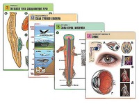 Комплект таблиц по всему курсу биологии (120 штук, формат А1, полноцветные, ламинированные) - fgospostavki.ru - Челябинск