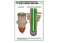 Рельефная таблица "Внешнее и внутреннее строение корня" (формат А1, матовое ламинирование) - fgospostavki.ru - Челябинск