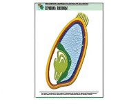 Рельефная таблица "Зерновка пшеницы" (формат А1, матовое ламинирование) - fgospostavki.ru - Челябинск