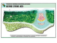 Рельефная таблица "Клеточное строение листа" (формат А1, матовое ламинирование) - fgospostavki.ru - Челябинск