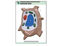 Рельефная таблица "Растительная клетка" (формат А1, матовое ламинирование) - fgospostavki.ru - Челябинск