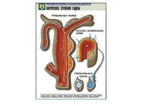 Рельефная таблица "Внутреннее строение гидры" - fgospostavki.ru - Челябинск