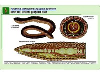 Рельефная таблица "Внутреннее строение дождевого червя" (формат А1, матовое ламинирование) - fgospostavki.ru - Челябинск