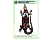 Рельефная таблица "Внутреннее строение ящерицы" (формат А1, матовое ламинирование) - fgospostavki.ru - Челябинск