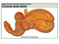 Рельефная таблица "Желудок жвачного животного" (формат А1, матовое ламинирование) - fgospostavki.ru - Челябинск
