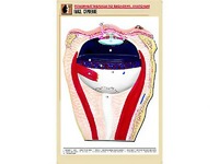 Рельефная таблица "Глаз. Строение" (формат А1, матовое ламинирование) - fgospostavki.ru - Челябинск