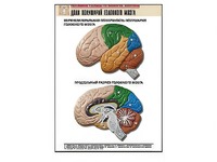 Рельефная таблица "Доли полушарий головного мозга" (формат А1, матовое ламинирование) - fgospostavki.ru - Челябинск