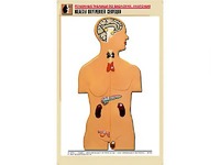 Рельефная таблица "Железы внутренней секреции" (формат А1, матовое ламинирование) - fgospostavki.ru - Челябинск