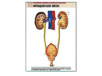 Рельефная таблица "Мочевыделительная система" (формат А1, матовое ламинирование) - fgospostavki.ru - Челябинск