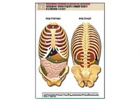 Рельефная таблица "Расположение органов грудной и брюшной полостей по отношению к скелету"(формат А1, ламинированная) - fgospostavki.ru - Челябинск