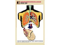 Рельефная таблица "Строение легких" (формат А1, матовое ламинирование) - fgospostavki.ru - Челябинск