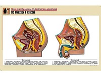 Рельефная таблица "Таз мужской и женский" (формат А1, матовое ламинирование) - fgospostavki.ru - Челябинск
