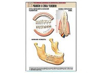 Рельефная таблица "Челюсти и зубы человека" (формат А1, матовое ламинирование) - fgospostavki.ru - Челябинск