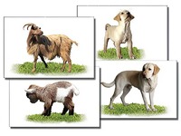 Набор карточек "Домашние животные" (раздаточные) - fgospostavki.ru - Челябинск