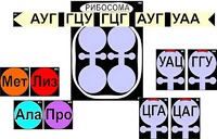 Модель-аппликация "Биосинтез белка" (ламинированная) - fgospostavki.ru - Челябинск