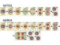 Модель-аппликация "Деление клетки. Митоз и мейоз" (ламинированная) - fgospostavki.ru - Челябинск