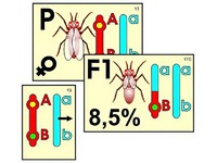 Модель-аппликация "Перекрест хромосом" (ламинированная) - fgospostavki.ru - Челябинск