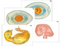 Модель-аппликация "Развитие птицы и млекопитающего (человека)" (ламинированная) - fgospostavki.ru - Челябинск