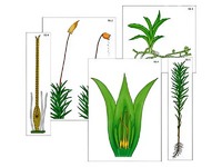 Модель-аппликация "Размножение мха" (ламинированная) - fgospostavki.ru - Челябинск