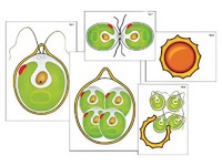 Модель-аппликация "Размножение одноклеточной водоросли" (ламинированная) - fgospostavki.ru - Челябинск