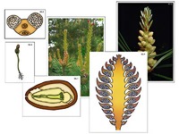 Модель-аппликация "Размножение сосны" (ламинированная) - fgospostavki.ru - Челябинск