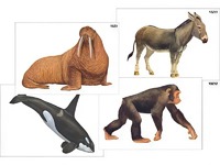 Модель-аппликация "Разнообразие высших хордовых 2. Млекопитающие" (ламинированная) - fgospostavki.ru - Челябинск