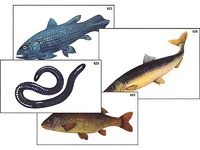 Модель-аппликация "Разнообразие низших и высших хордовых" (ламинированная) - fgospostavki.ru - Челябинск