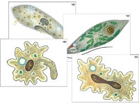 Модель-аппликация "Строение и разнообразие простейших" (ламинированная) - fgospostavki.ru - Челябинск