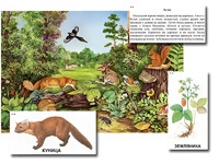 Магнитный плакат-аппликация "Лес: биоразнообразие и взаимосвязи в сообществе" - fgospostavki.ru - Челябинск