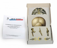 Модель-аппликация "Типы соединения костей" (набор из 7 карт) - fgospostavki.ru - Челябинск