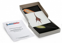 Модель-аппликация "Одноклеточные водоросли" (набор из 24 карт) - fgospostavki.ru - Челябинск