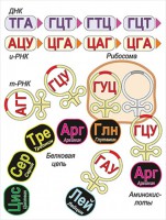 Модель-аппликация Биосинтез белка - fgospostavki.ru - Челябинск