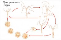 Модель-аппликация Строение и цикл развития гидры - fgospostavki.ru - Челябинск