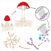 Модель-аппликация Размножение шляпочного гриба - fgospostavki.ru - Челябинск