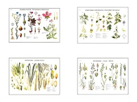 Плакаты ПРОФТЕХ "Систематика растений" (4 пл, винил, 70х100) - fgospostavki.ru - Челябинск