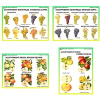 Плакаты ПРОФТЕХ "Ассортимент плодово-ягодных культур" (19 пл, винил, 70х100) - fgospostavki.ru - Челябинск