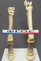 Скелет конечности лошади (передняя и задняя) на подставке - fgospostavki.ru - Челябинск