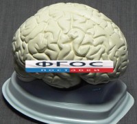 Модель "Мозг в разрезе" (белый) - fgospostavki.ru - Челябинск