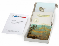 Модель-аппликация "Развитие лягушки" (набор из 10 карт) - fgospostavki.ru - Челябинск