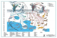 Комплект таблиц "Эволюция движений позвоночных животных" - fgospostavki.ru - Челябинск