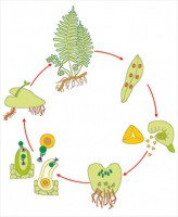 Модель-аппликация Размножение папоротника - fgospostavki.ru - Челябинск