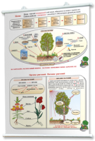 Плакаты по природоведению 2-3 классы. Для оформления кабинета. - fgospostavki.ru - Челябинск